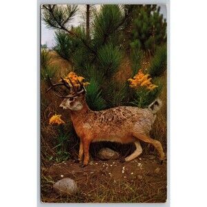 Postcard Michigan Gaylord Buck Rabbit Jackalope Call of the Wild Posted 1970 VTG